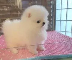 Absolutely Charming Pomeranian Puppies for sale whatsapp by text or call +33745567830